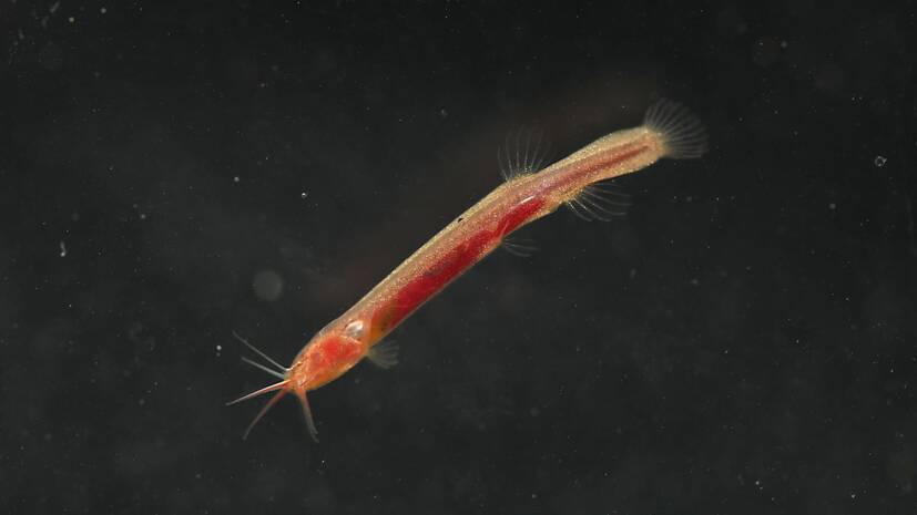 asamfish