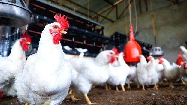 chicken