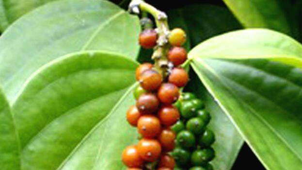 black-pepper