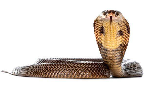 snake