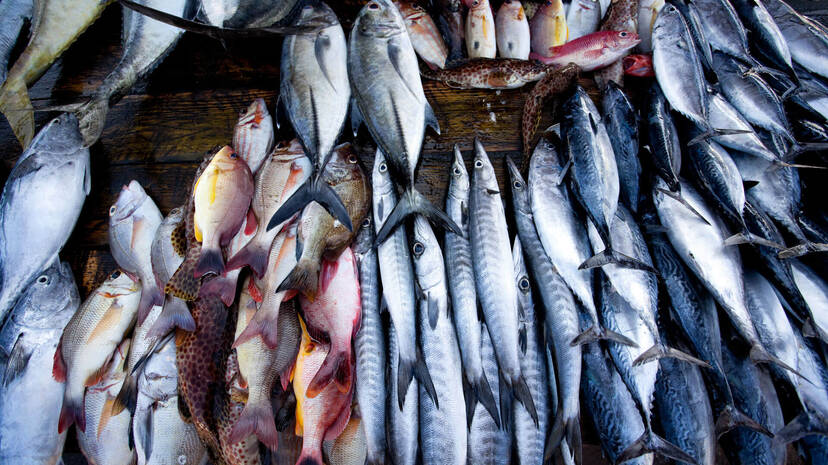 fish