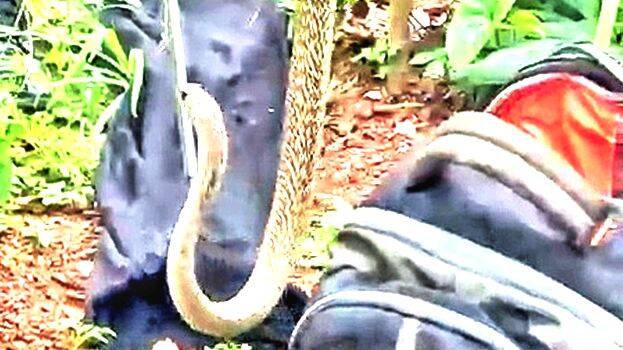 snake