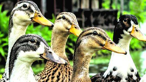 duck