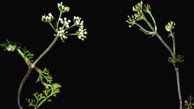 pimpinella