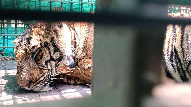 tiger