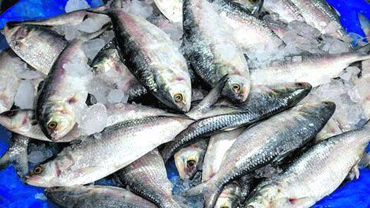 fish