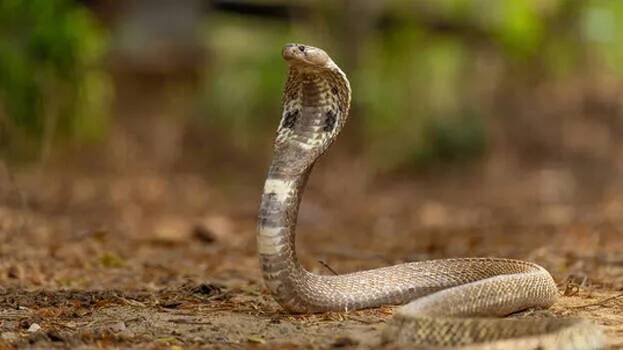 snake
