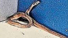 cobra-at-sbi-atm-counter