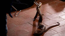 this-habit-among-snakes-increasing-during-summer-season