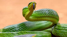 animal-which-regularly-catches-snakes