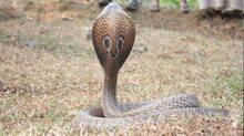 major-differences-between-cobra-and-common-krait-in-kerala
