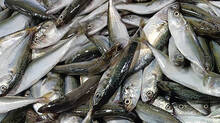 fish-market-in-kerala-becomes-expensive