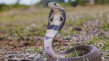 forest-department-launches-action-plan-to-prevent-snakebite