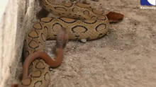 viper-on-top-of-cobra-two-snakes-at-a-time-in-thiruvananthapuram-house