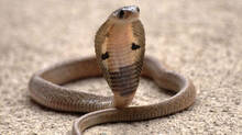 woman-died-of-snakebite-at-kannur