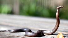 snake-bite
