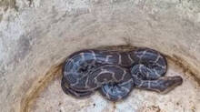 snake-in-pathanamthitta
