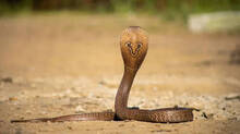 a-four-and-a-half-year-old-girl-was-bitten-by-a-snake-in-kasaragod-she-is-undergoing-treatment-in-the-icu-and-her-condition-is-critical