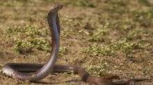 snake-bite