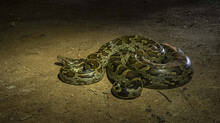how-to-check-snake-presence-at-night