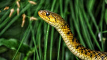 antivenom-ready-in-301-hospitals