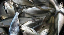 advantages-of-eating-these-parts-of-fishes