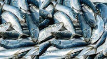 scarecity-of-fish-due--to-heat