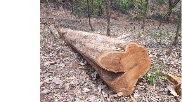 teak
