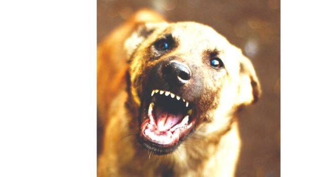 dog