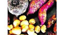 krishi