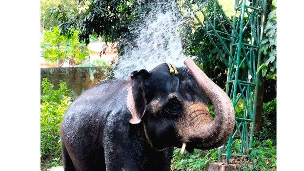elephant-