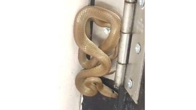 snake
