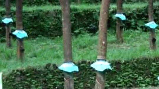 rubber-