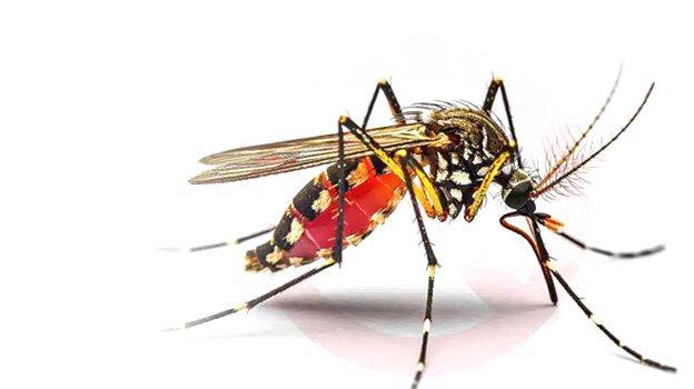 male