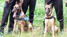 police-dog
