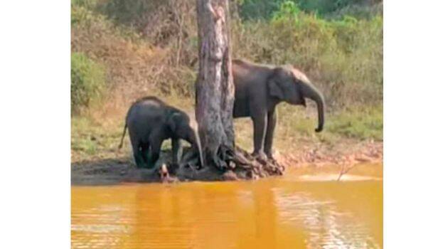 elephant