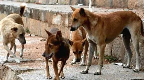 dog dog