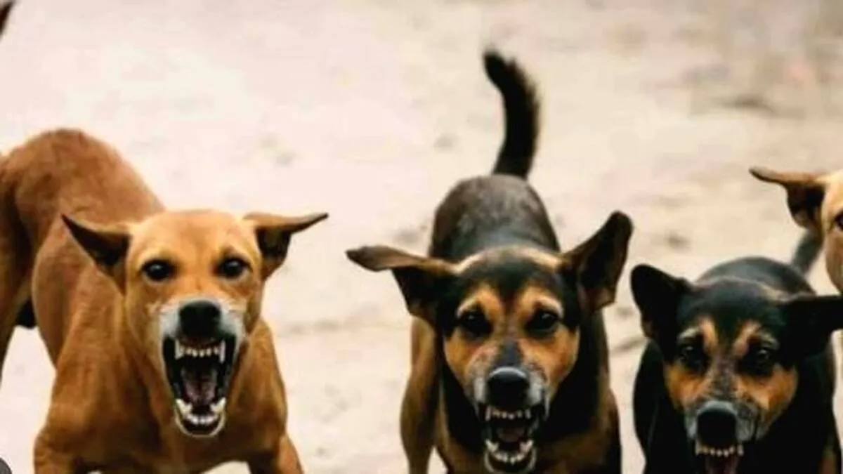 dog dog