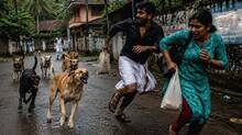 supreme-court-orders-to-kill-dogs-which-causes-halm-to-humans