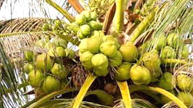 coconut