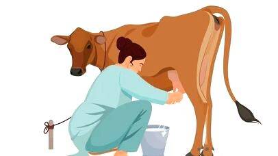 cow