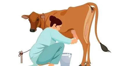 cow