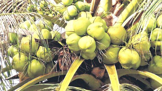 coconut