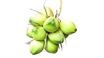 coconut