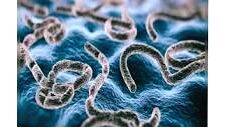 ebola