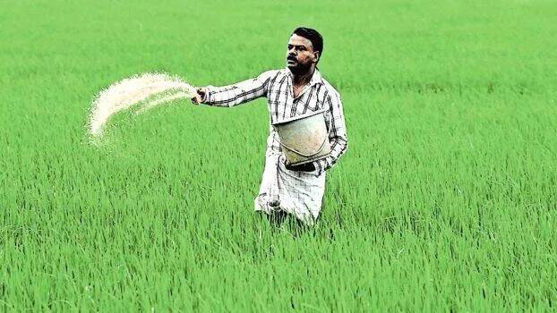 paddy