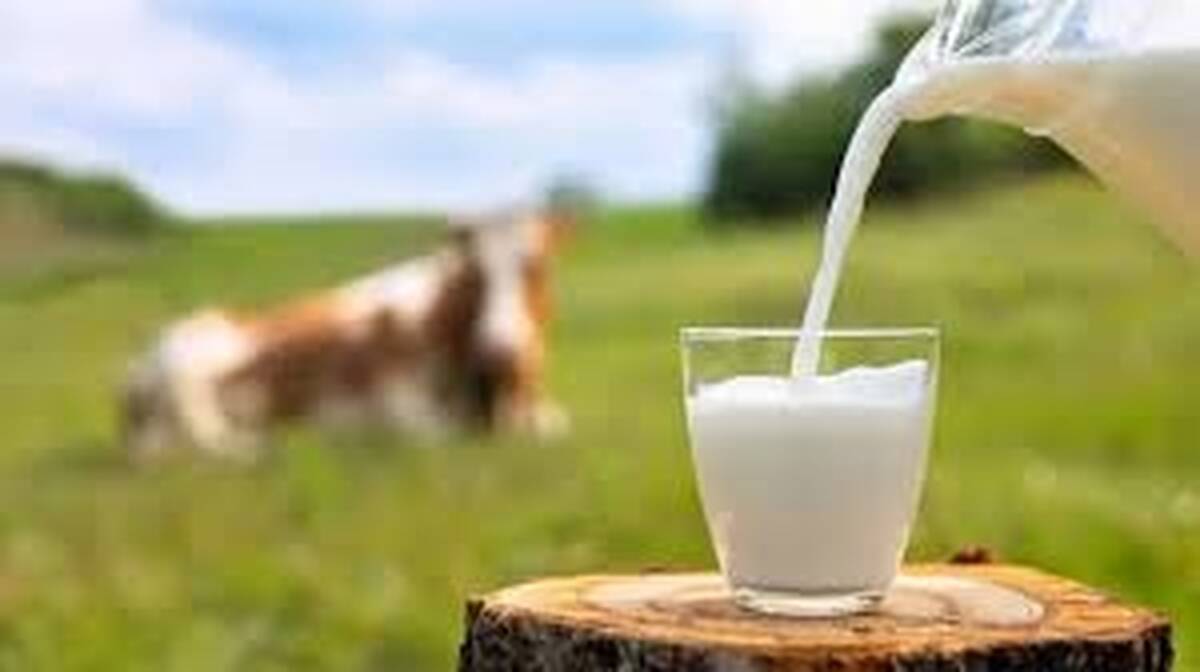 milk