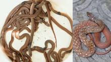 snakemaster-ep-1183-vava-rescues-16-snakes