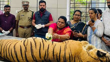 tigress-died-in-trivandrum-zoo