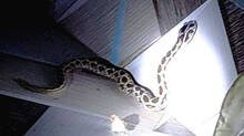 viper-bite-for-34-year-old-woman